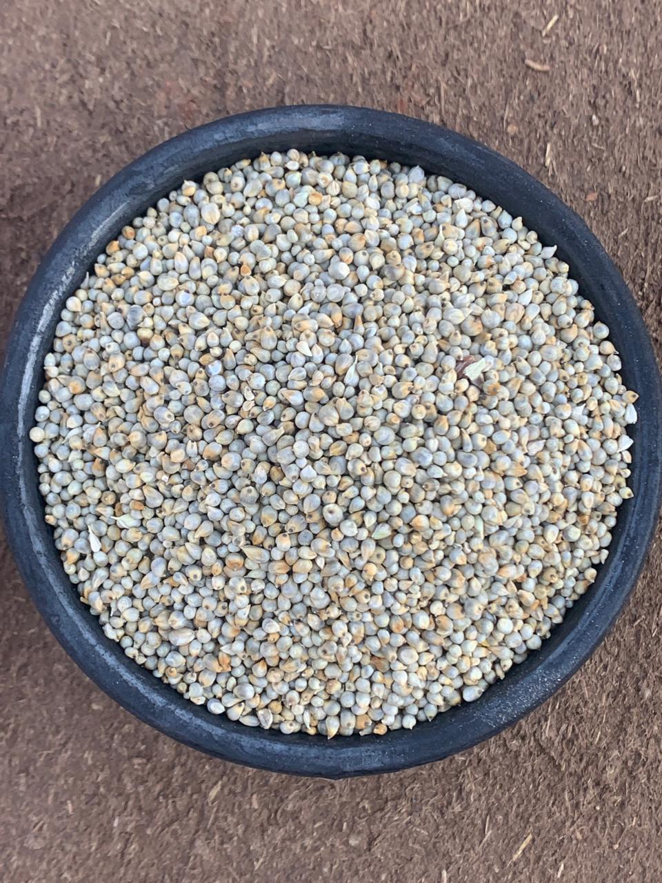 Bajra | Pearl Millet (Sajje/Kambu) – Whole Desi Grain