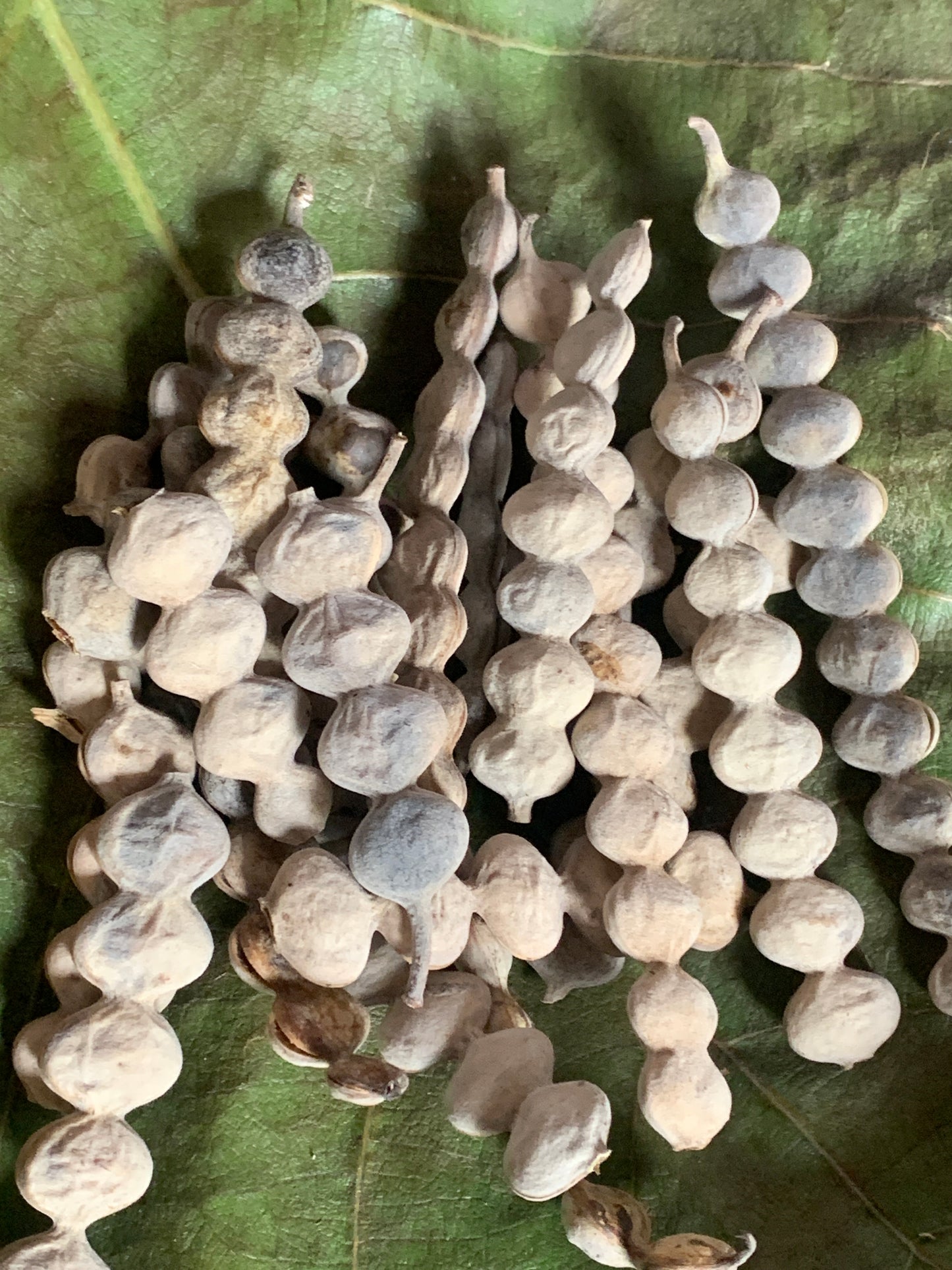 Baval Seeds – Indigenous Babul Acacia Tree | Dryland Agroforestry Native Seeds