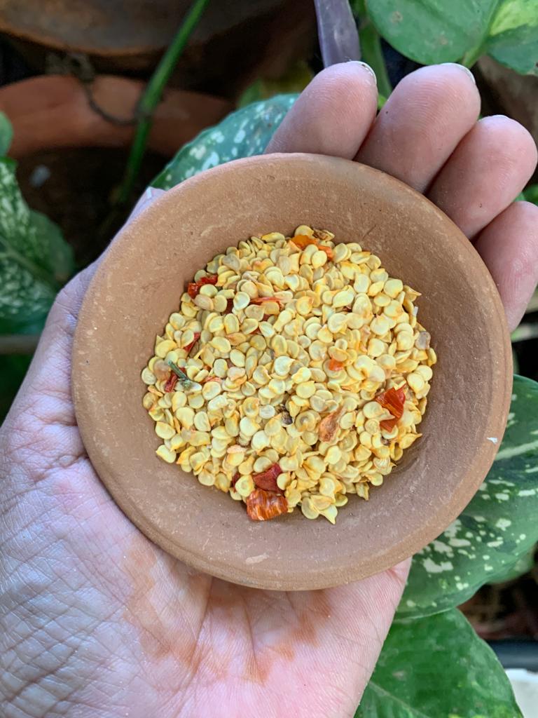 dry chilli seeds for planting Desi Spicy Chilli Seeds – Grow Your Own Heat – Aranya India