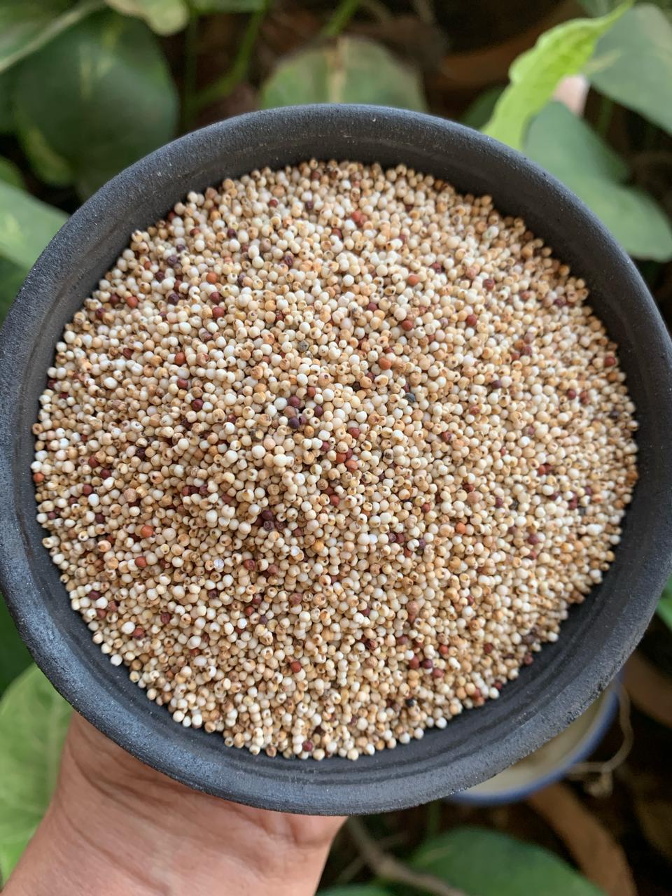 ragi seeds plant White Ragi (Bili Nachni) – Finger Millet – Aranya India