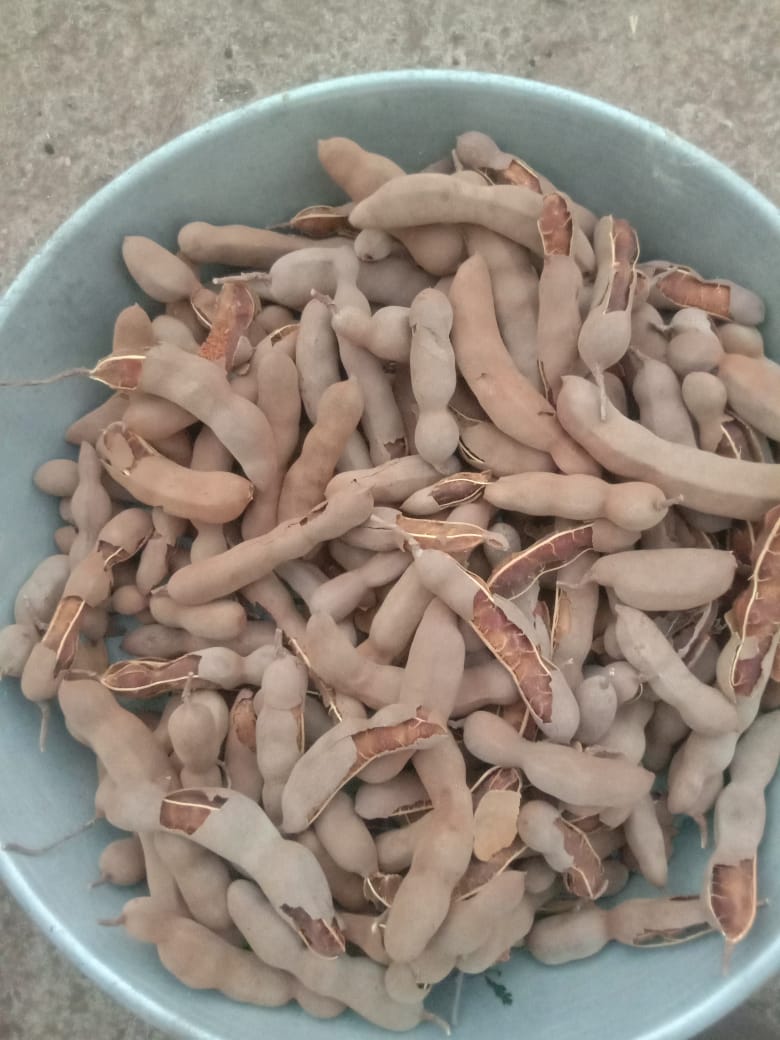 Tamarind (Desi Imli)