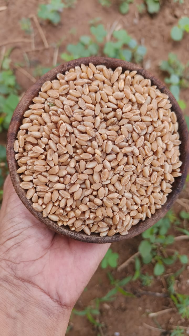 Tukdi Gehu – Broken Wheat (Lapsi/Dalia) Fibre-Rich