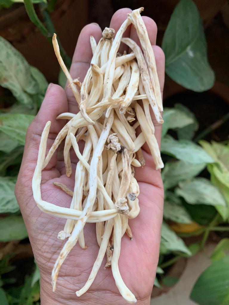 chlorophytum borivilianum in homeopathy Safed Musli Root – Rare Ayurvedic Desi Herb – Aranya India