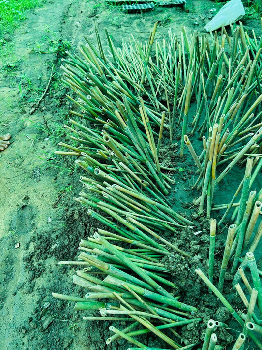 Bamboo saplings in Aranya Nursury