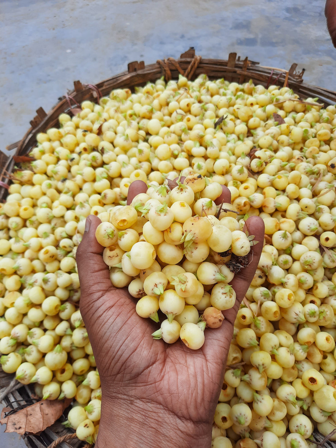 Aranya Mahua Fruits