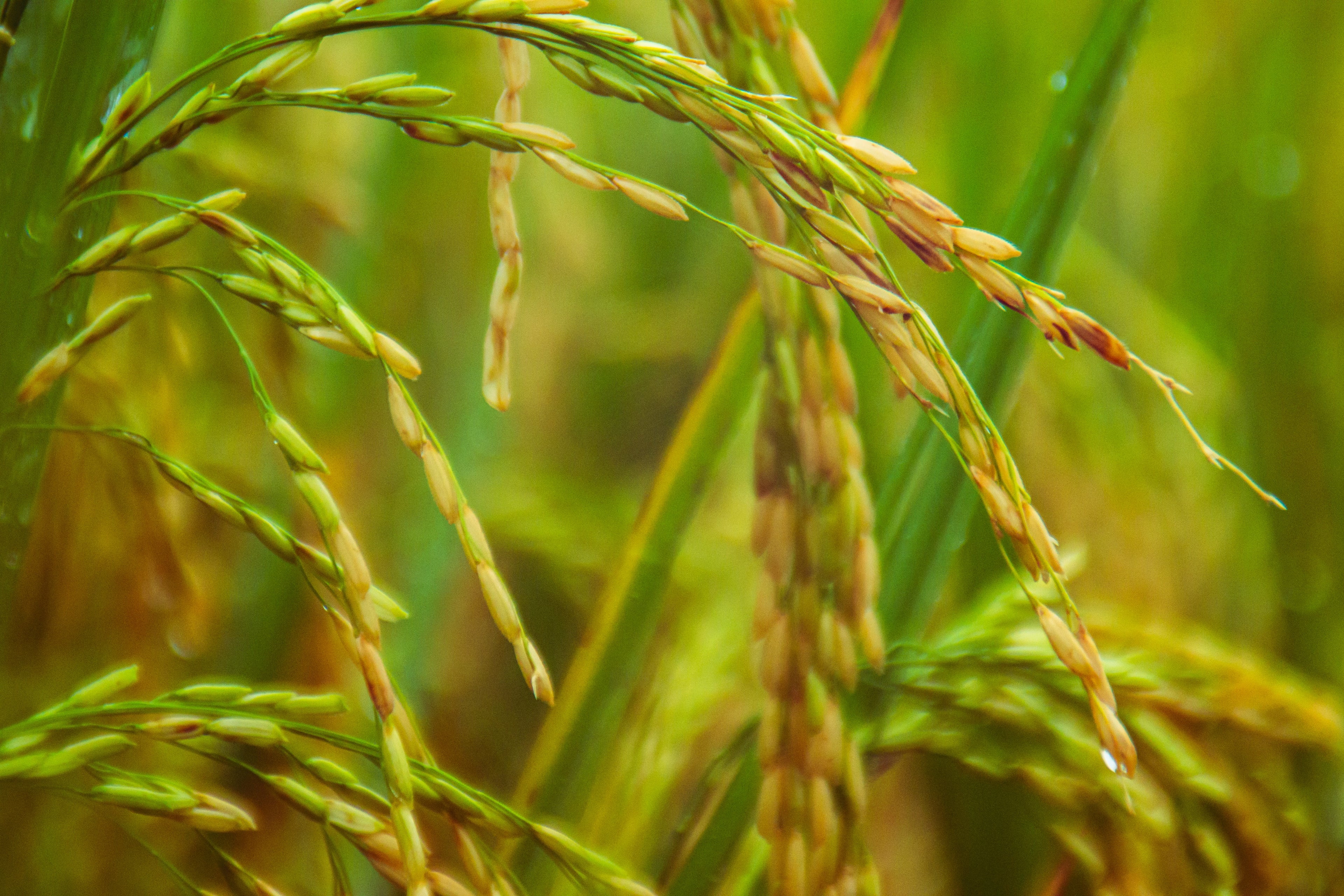 Rice, Traditional rice variety, Brown Rice, Red Rise, Chemical free rice in india 