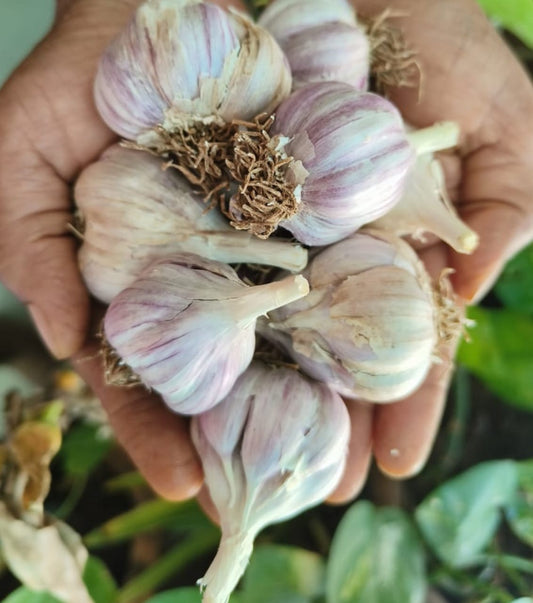 Aranya Pink Desi Garlic