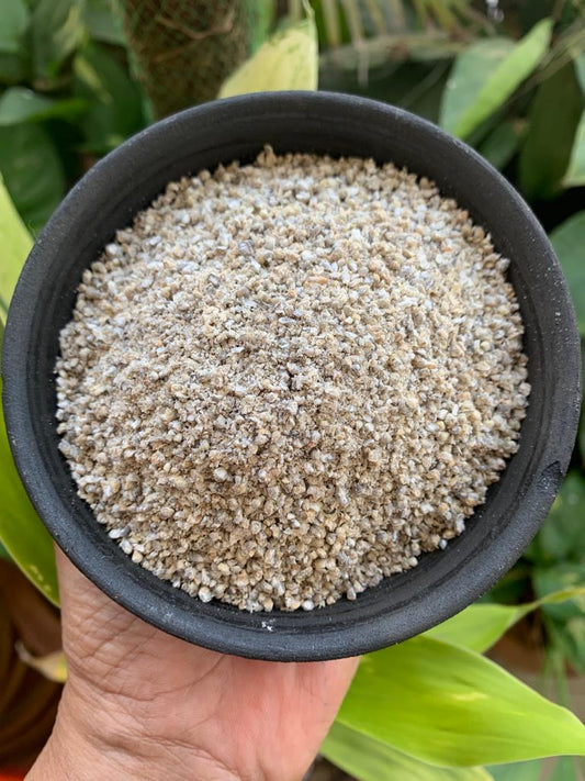 Aranya Bajri Daliya( Broken Pearl Millet/ Bajra)
