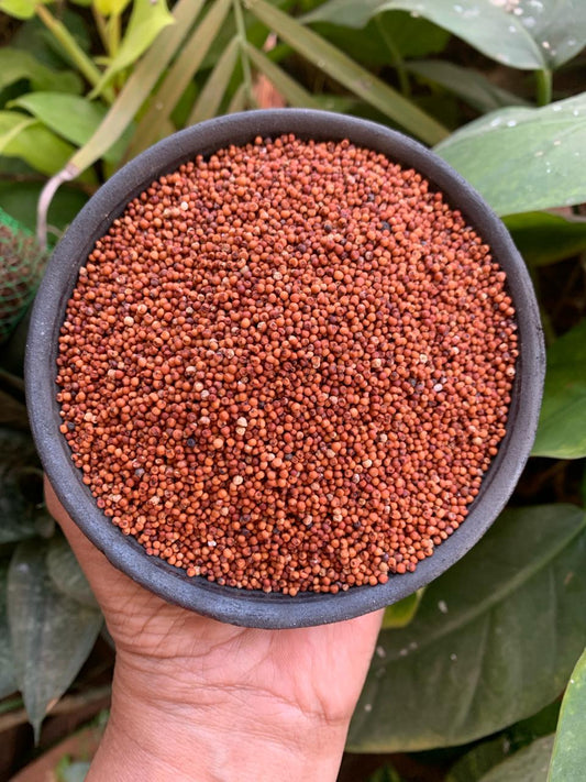 Aranya Finger Millet (Ragi/Bavto/Nachani))Seeds