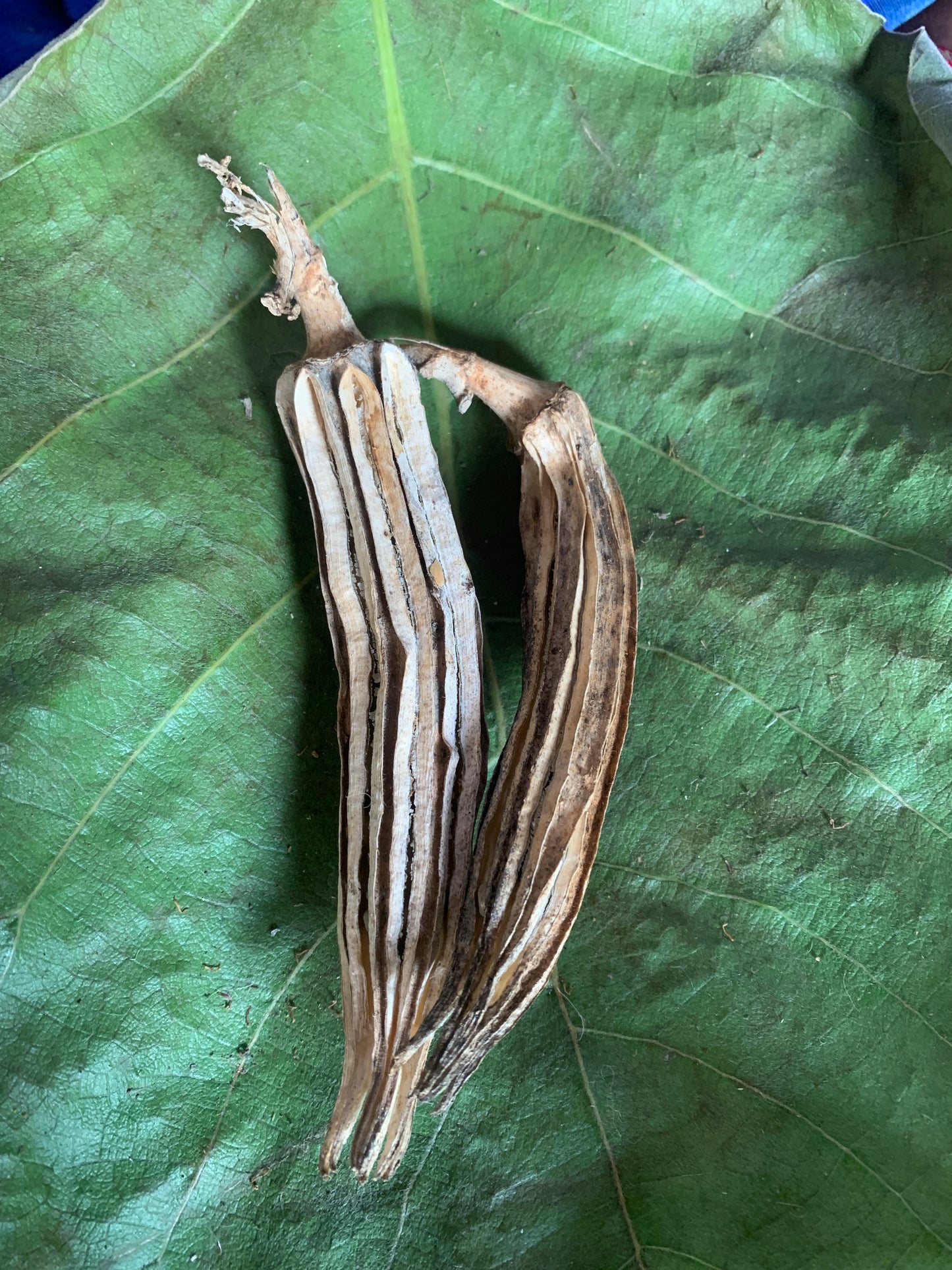 Binda Seeds – Indigenous Okra (Bhindi) | Organic Heirloom Desi Vegetable Seeds