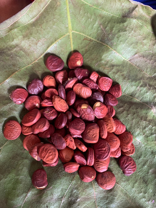 Kanaj Seeds – Indigenous Indian Kino Tree (Vijaysar) | Ayurvedic Medicinal Tree Seeds