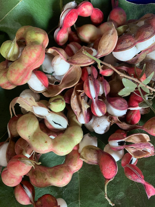 Goras Imli Seeds – Rare Indigenous Sweet Tamarind | Native Heirloom Tree Seeds