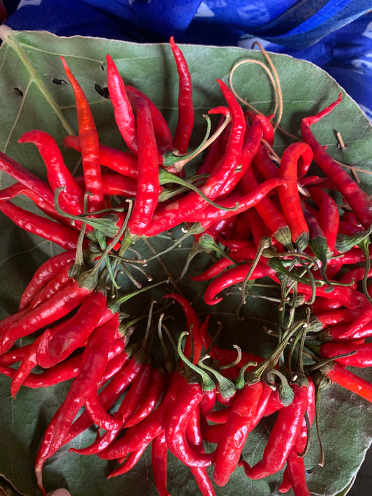 Chilli Seeds – Indigenous Desi Chilli | Organic Heirloom Hot Pepper Seeds