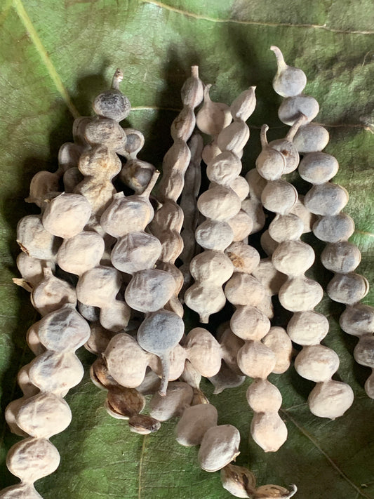 Baval Seeds – Indigenous Babul Acacia Tree | Dryland Agroforestry Native Seeds