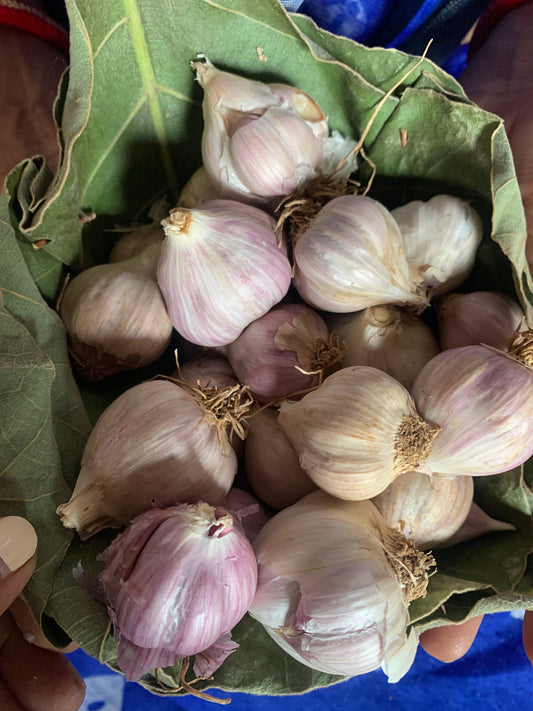Lasan Seeds – Indigenous Desi Garlic | Organic Ayurvedic Heirloom Spice Seeds