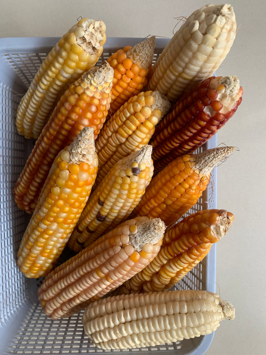 Yellow Maize Seeds – Traditional Indigenous Corn | Open-Pollinated Grain Seeds