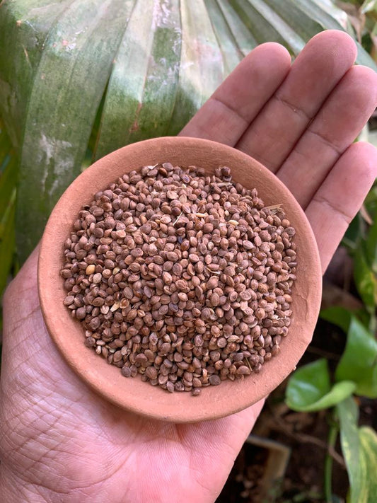 Aranya Kodo Millet (Kodra/Varagu/Harka)Seeds