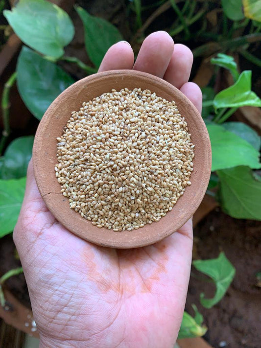 Aranya Little Millet (Kutki/Sama/Suan)Seeds