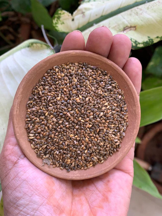 Aranya Proso Millet (China/Barri/Varigulu)Seeds