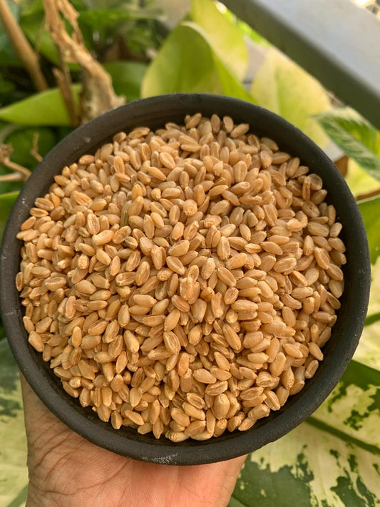 Aranya Ujjala Sharbati Wheat