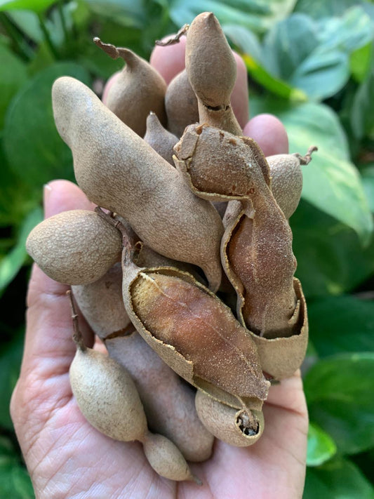 Tamarind (Desi Imli)