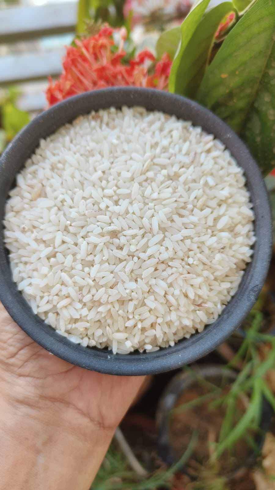 Aranya Kamod/Kamboj Rice