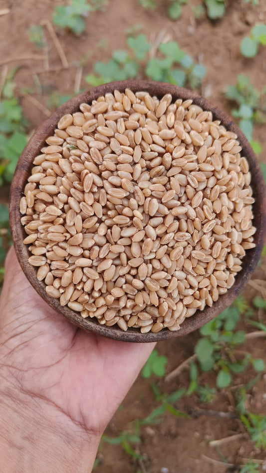 Tukdi Gehu/Broken Wheat