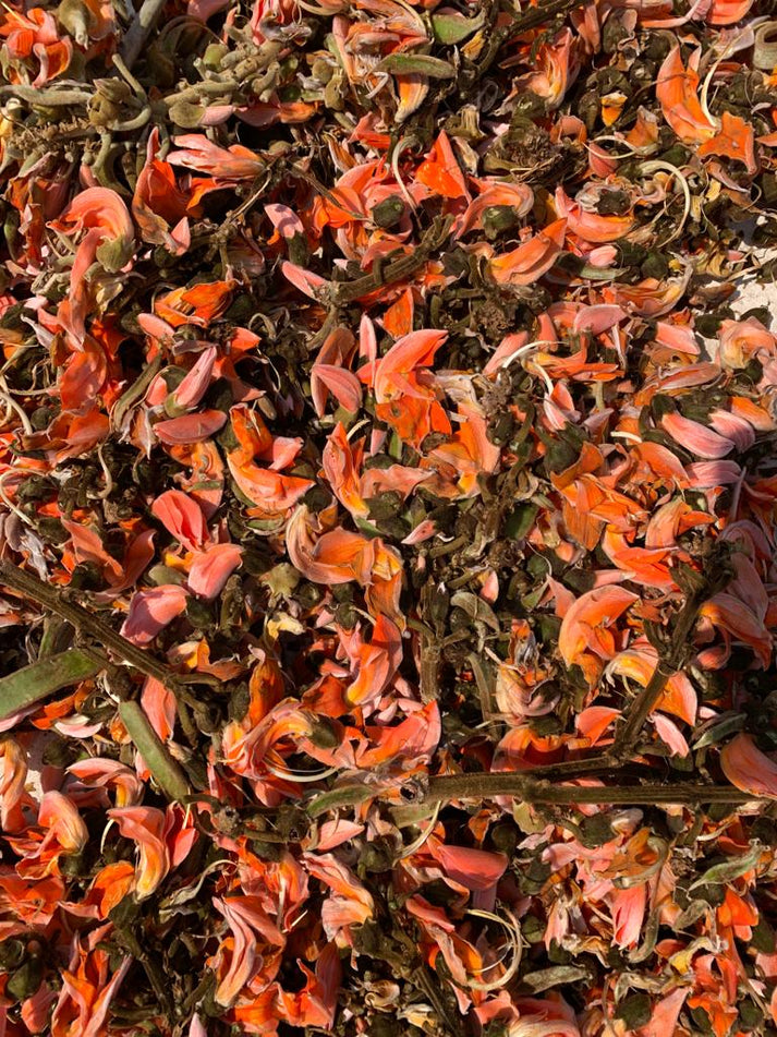 Palash Kesuda Flowers – Natural Holi Color Source – Aranya India