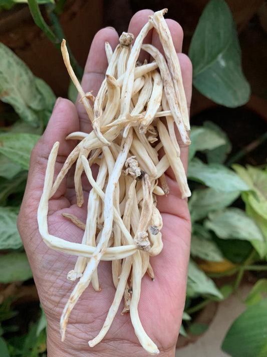Aranya Safed Musli - Chlorophytum Borivilianum Root herb